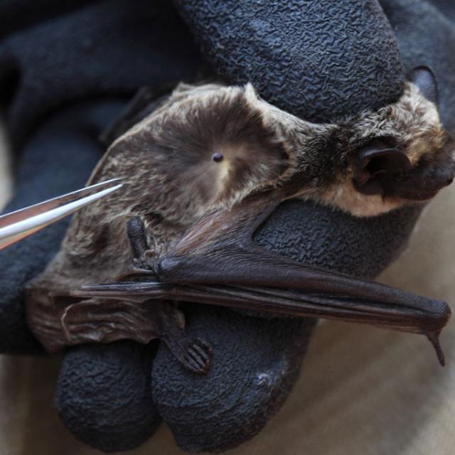Serotine bicolore © Marc Corail - Parc national des Écrins