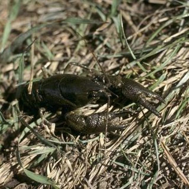 Écrevisses à pieds blancs © C. Couloumy - Parc national des Ecrins 