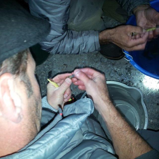 transport nocturne des écrevisses à pieds blancs - lac st appolinaire - Embrunais - oct 2016