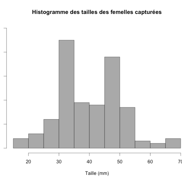 Histogramme des tailles des femelles capturées © Parc national des Ecrins