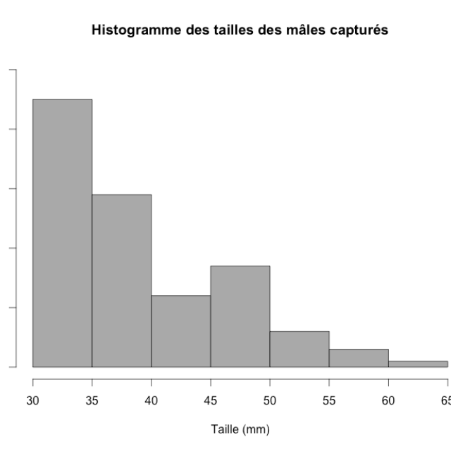 Histogramme des tailles des mâles capturés © Parc national des Ecrins