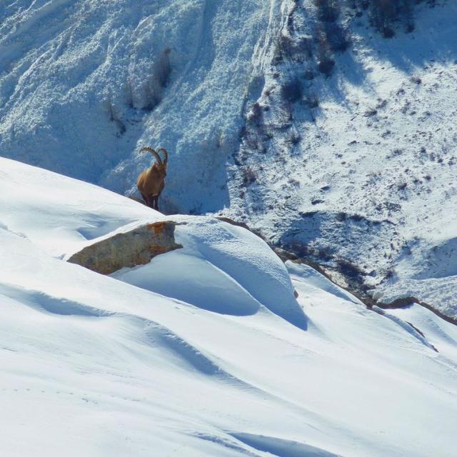 Bouquetin Bertrand - 30 nov 2016 © Cyril Coursier - Parc national des Écrins