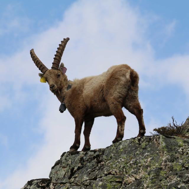 Bouquetin Cerces - © Eric Vannard - Parc national des Écrins