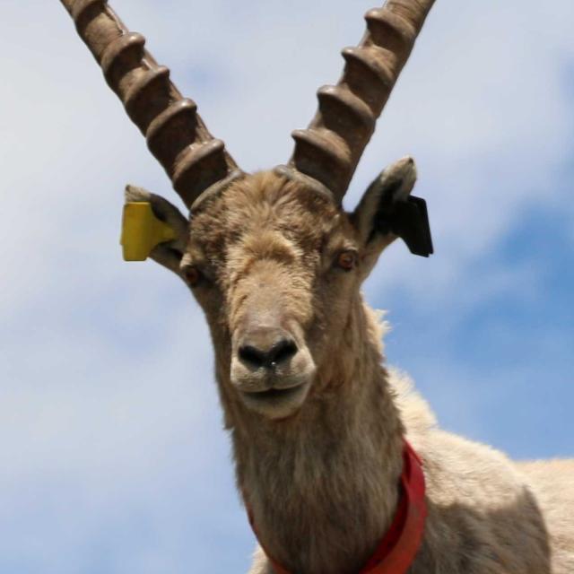 Bouquetin Mickaël - Cerces - © Eric Vannard - Parc national des Écrins