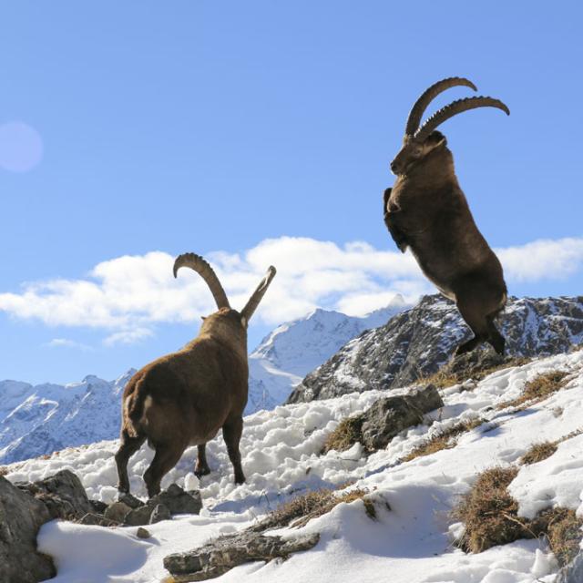 rut bouquetin © H Quellier - Parc national des Écrins