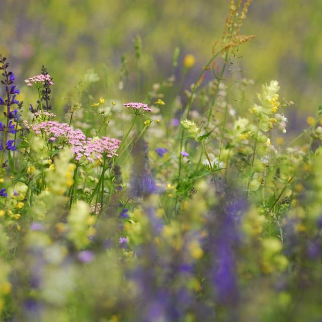 Prairies fleuries © M.Coulon - PNE
