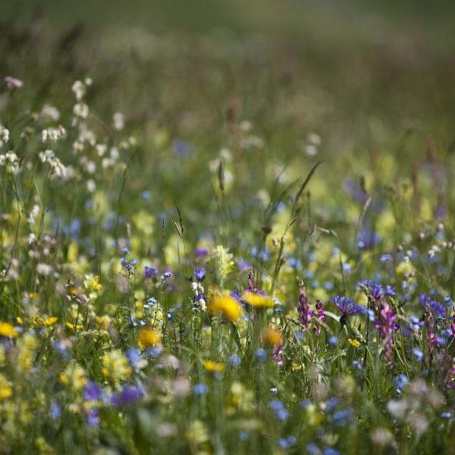 Prairie fleurie © Kevin Pouet - PNE