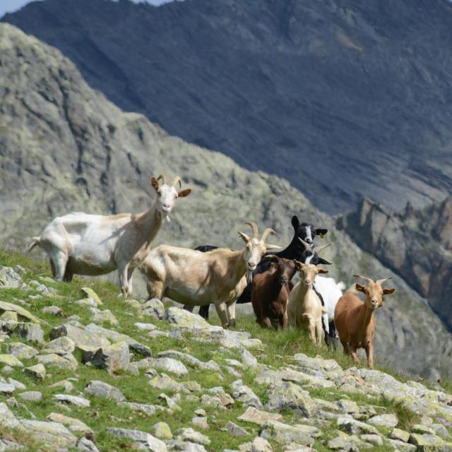 troupeau de chèvres © R.Papet - Parc national des Ecrins