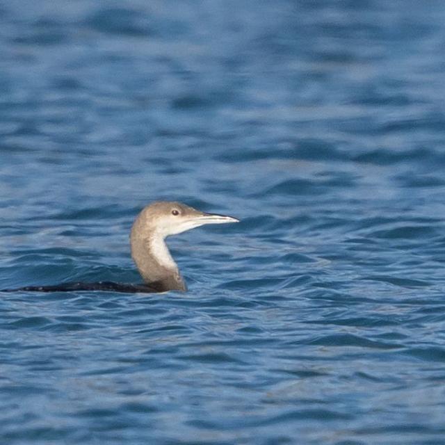 Plongeon arctique - observation Savines-le-lac -20 févreir 2017  © Pascal Saulay - Parc national des Ecrins