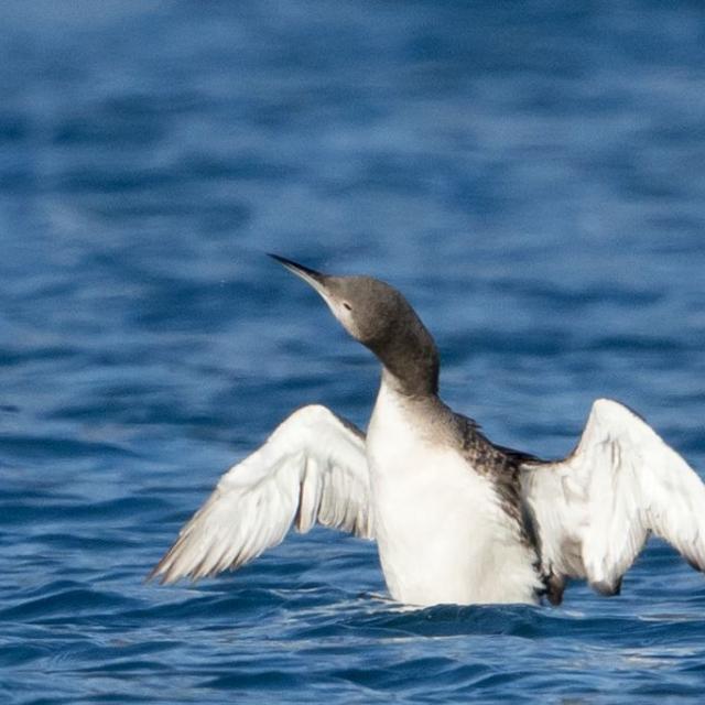 Plongeon arctique - observation Savines-le-lac -20 févreir 2017  © Pascal Saulay - Parc national des Ecrins