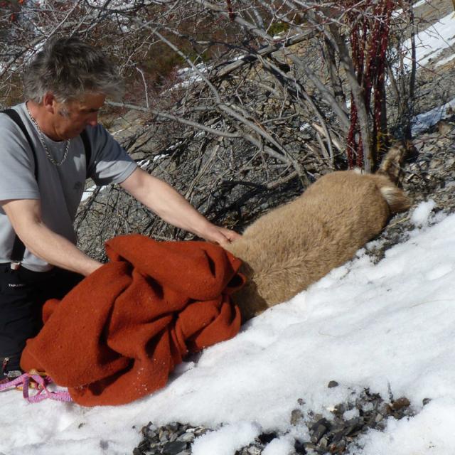 Un jeune bouquetin pris au piège d'un vieux grillage agricole - mars 2017- photo H-Quellier - Parc national des Ecrins