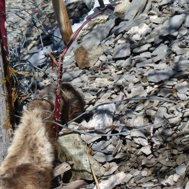 Un jeune bouquetin pris au piège d'un vieux grillage agricole - mars 2017- photo H-Quellier - Parc national des Ecrins