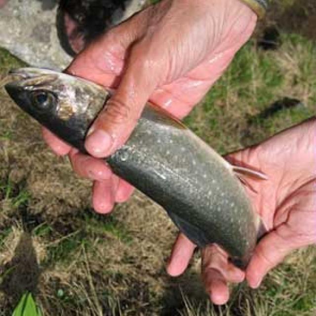 suivi poissons - © D.Vincent - Parc national des Écrins