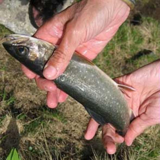 Homme Tenant Un Poisson à Truite Pêche Main De Pêcheur Tenant Une