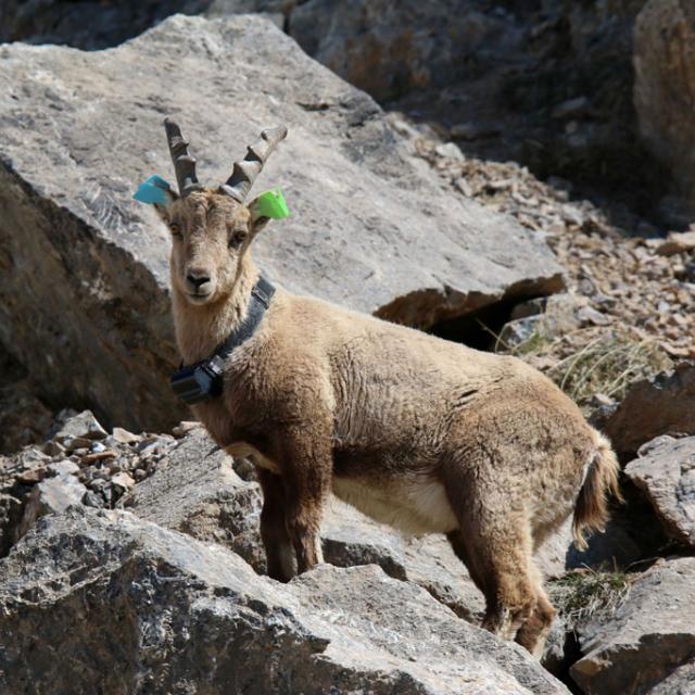 Capture bouquetin 2016 - © Eric Vannard - Parc national des Ecrins