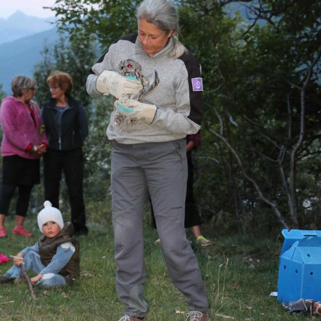 lâcher chouette hulotte au Monêtier-les-Bains - 16 août 2017 - © B Mehran - Parc national des Écrins