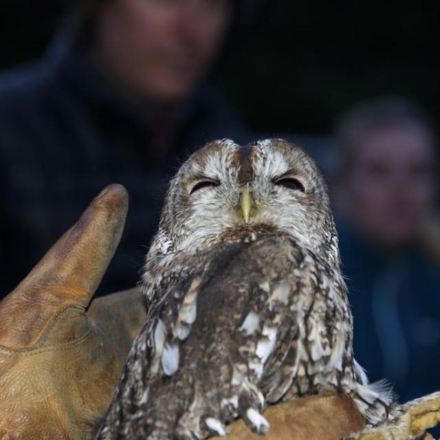 lâcher chouette hulotte - châteauroux- les-Alpes   - 16 août 2017 © M.Coulon -Parc national des Écrins