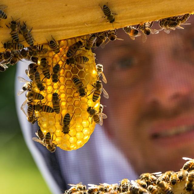 Mathieu Picabet, apiculteur - Miel Esprit parc national - © B.Bodin - Parc national des Ecrins