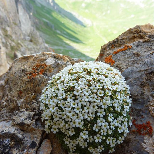 androsace helvetica - © Cyril Coursier - Parc national des Écrins