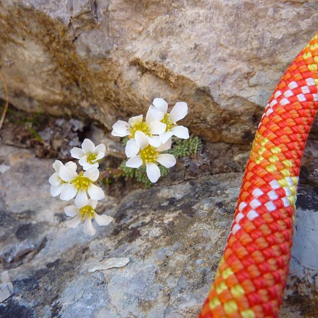  saxifraga dipensioides © Cyril Coursier - Parc national des Écrins