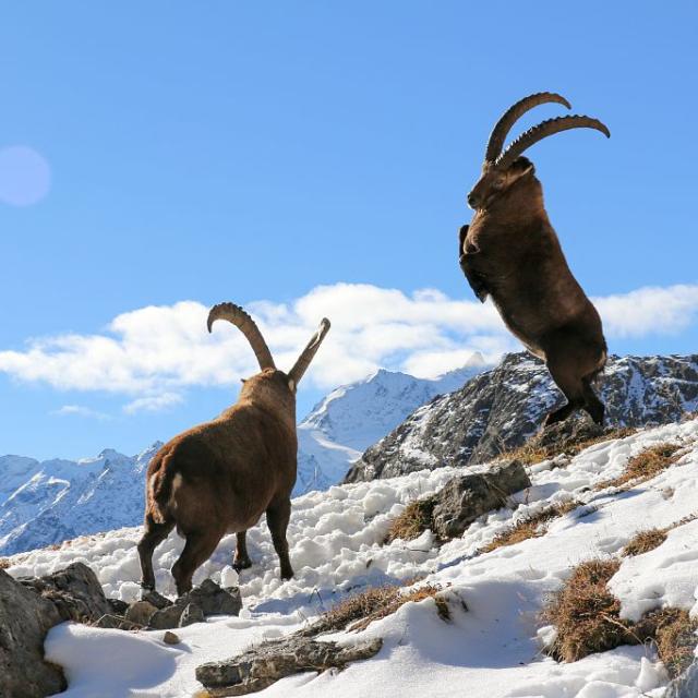 Bouquetin des Alpes © H. Quellier, PNE.