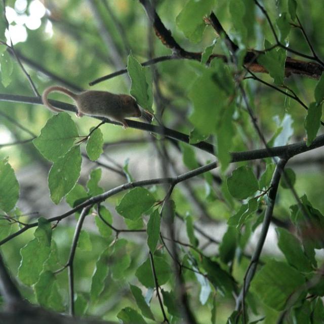 Muscardin © Cyril Coursier - Parc national des Écrins