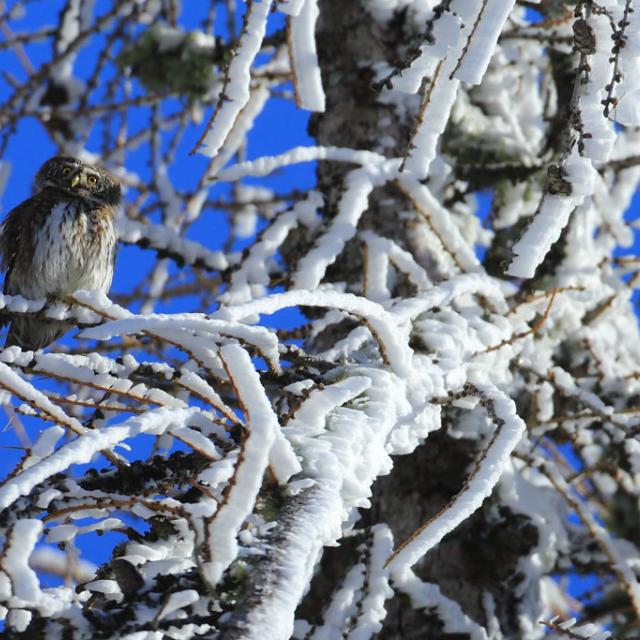 Première rencontre avec la chevêchette. stage 3ème au Parc national des Ecrins dans le Champsaur - dec 2017 © M.Corail - Pne