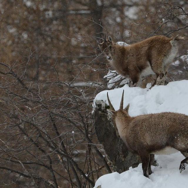 Bouquetin hiver - étagne suitée - © R.Papet - Parc national des Écrins