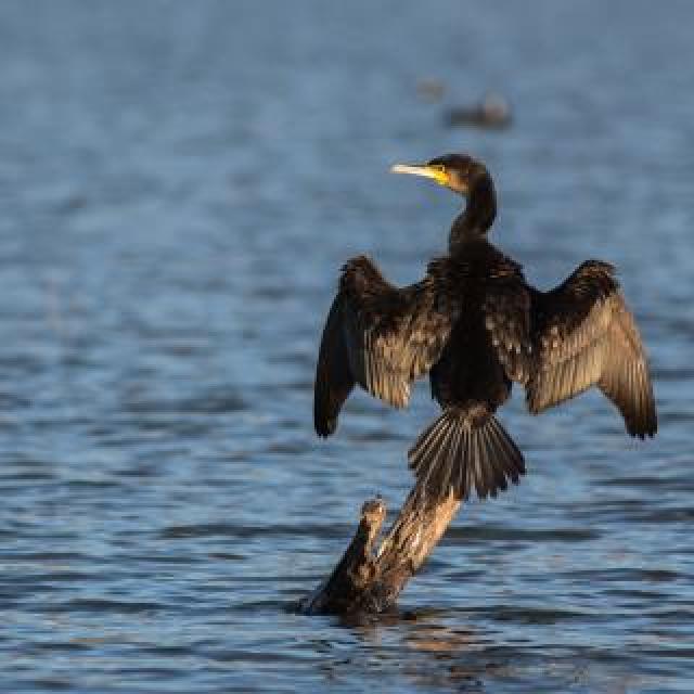 Grand cormoran - © P.Saulay - Parc national des Écrins