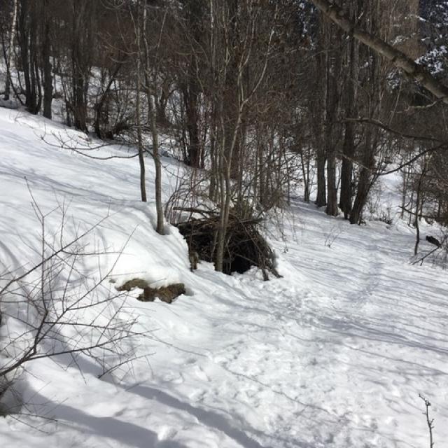 tas de branches où la dépouille du loup a été retrouvée - janvier 2018- photo JP Telmon - Parc national des Écrins