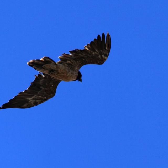 gypaète en vol dans les Cerces, en 2016 © M.Corail - Parc national des Écrins