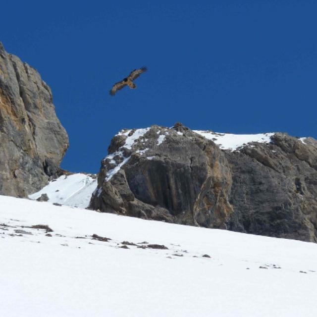 Gypaète barbu dans les Cerces, mars 2013 - © E.Vannard - Parc national des Écrins