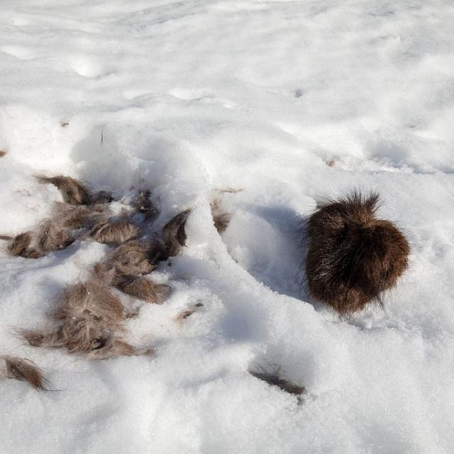 poils et restes de chamois -  © P.Saulay - Parc national des Écrins