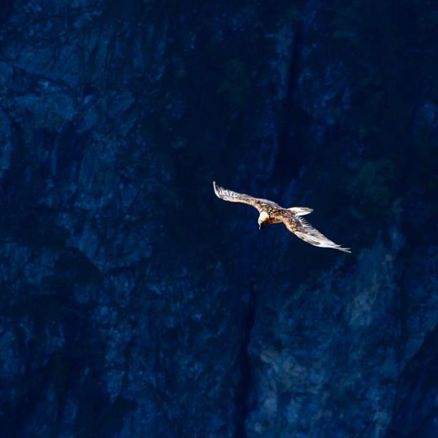 Gypaète du trio reproducteur de Mizoën - mai 2018 - © T.Maillet - Parc national des Ecrins