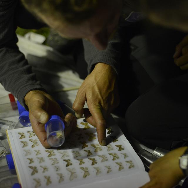 Papillons et insectes de la nuit - Ecrins de nature - juin 2018 Bourg d'Oisans - © Cl.Gondre - Parc national des Ecrins