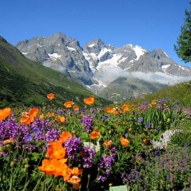 Jardin botanique alpin du Lautaret © R.Douzet SAJF