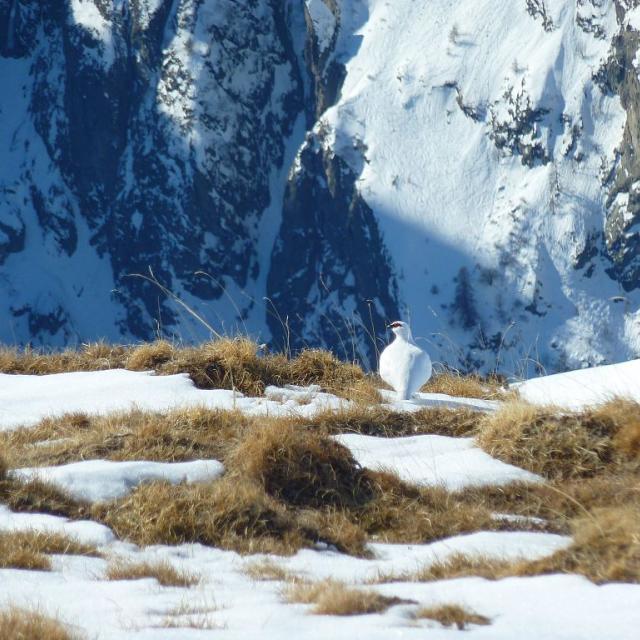 lagopède - © Cyril Coursier - Parc national des Ecrins