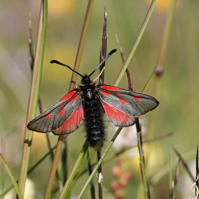 Zygène des sommets © B.Nicollet - Parc national des Ecrins