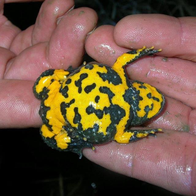 ventre jaune sonneur © C.Dentant - Parc national des Écrins