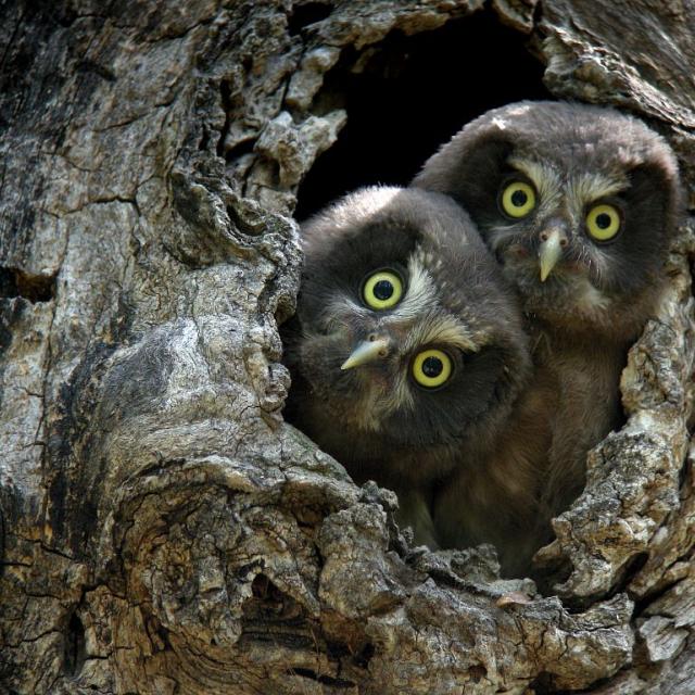jeunes tengmalm - © D.Combrisson -Parc national des Écrins