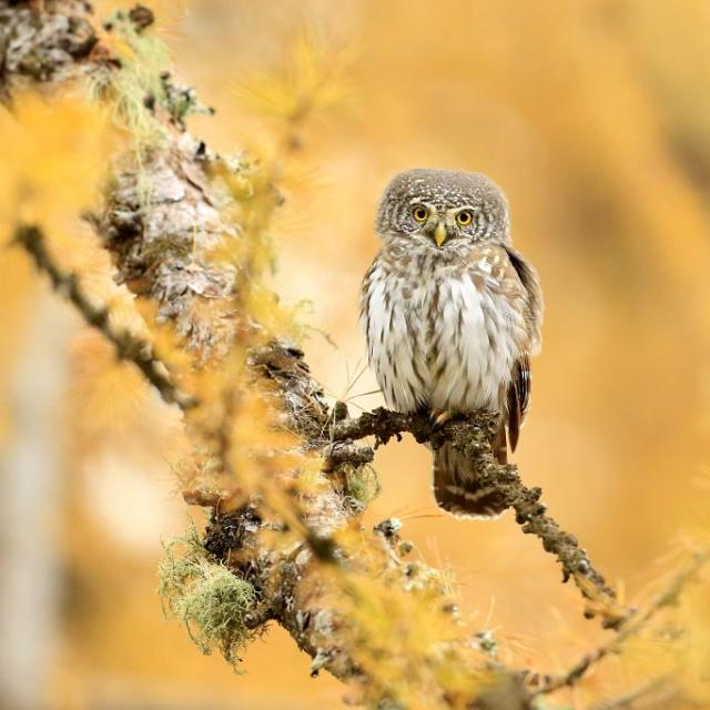 Chevêchette - © M.Corail - Parc national des Écrins