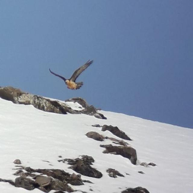 gypaète Malaval - decembre 2018 - © N.Paulet - Digiscopie - Parc national des Écrins