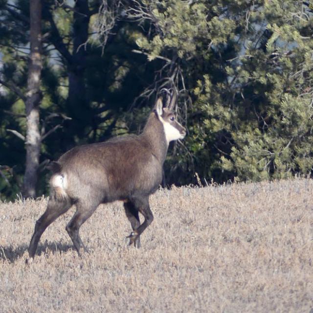 Chamois observé lors du Comptage Wetland - janvier 2019 - serre-Ponçon © JP Coulomb