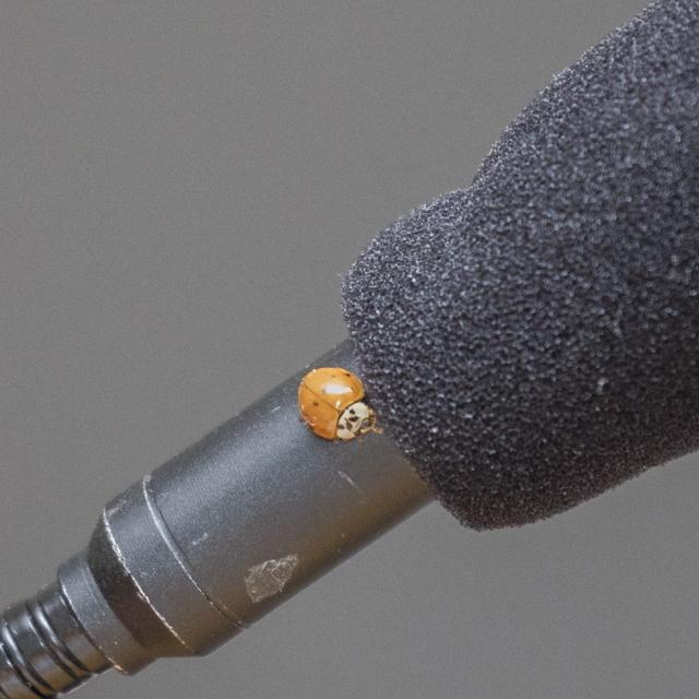 coccinelle à l'assaut d'un micro du Conseil d'administration du Parc national des Écrins - Photos Pascal Saulay - Parc national des Écrins