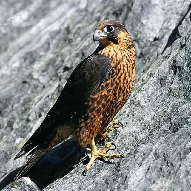 faucon pèlerin © D.Fiat - Parc national des Ecrins