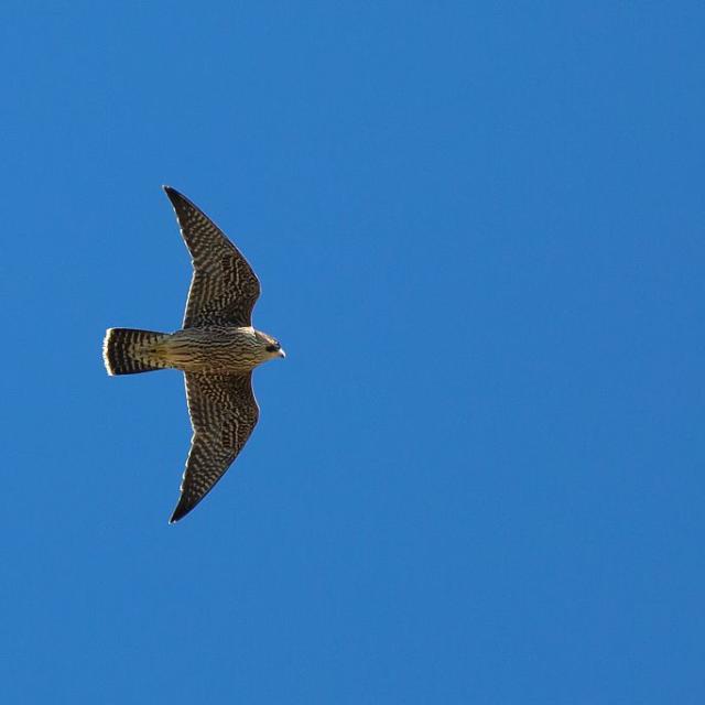 faucon pèlerin © P.Saulay - Parc national des Ecrins