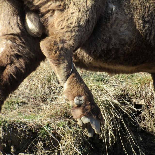 Bouquetin mâle pris piège collet - mars 2019 - © Parc national des Ecrins