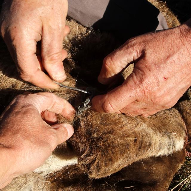 Bouquetin mâle pris piège collet - mars 2019 - © Parc national des Ecrins