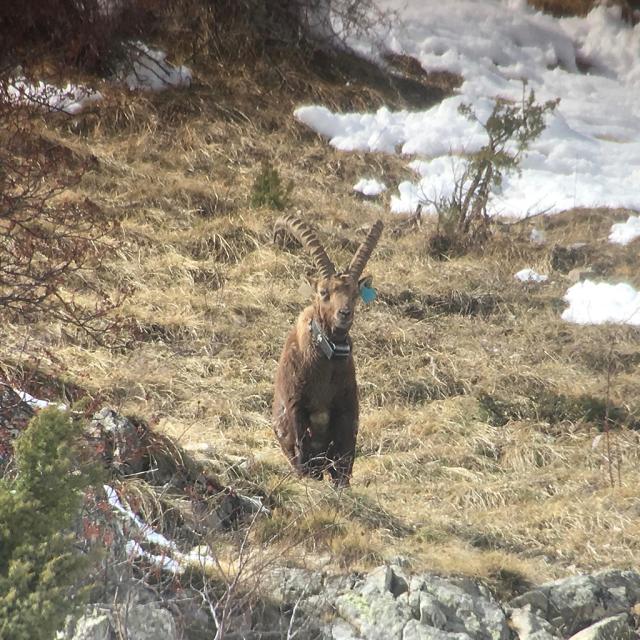 Sirac, 5 avril 2019 - photo R.Papet - Parc national des Ecrins