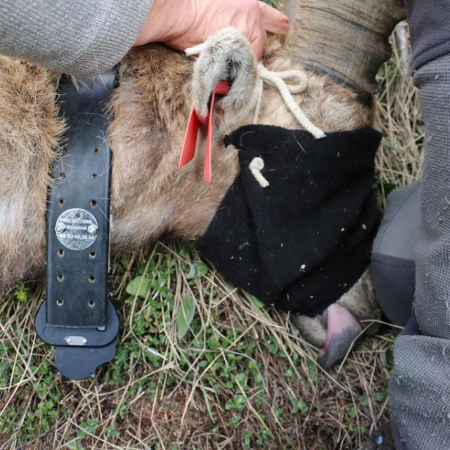 Re-capture Dimanche - Rochemolle - 10 mai 2019 - © H.Quellier - Parc national des Écrins
